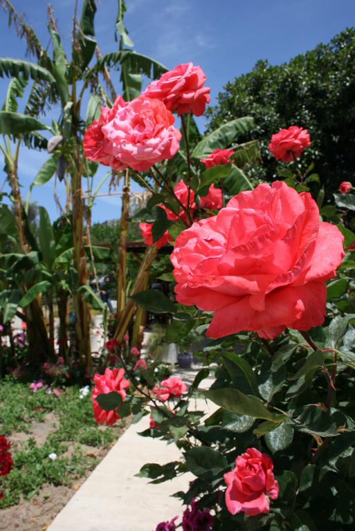 Paradise Garden Gumusluk Evleri Gümüşlük Ngoại thất bức ảnh